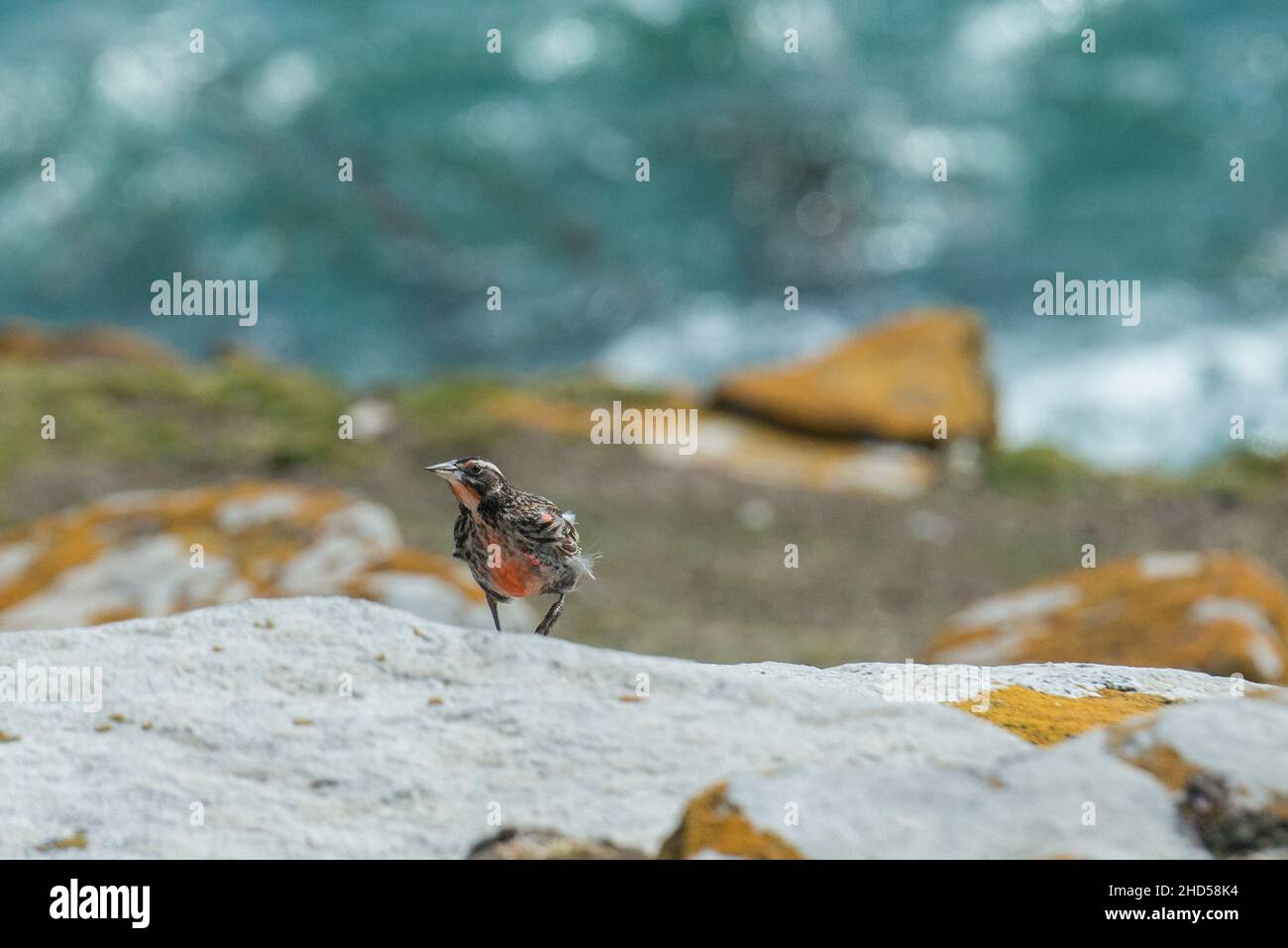 Meadowlark à queue longue, Sturnella loyca falklandica, île de Saunders, îles Falkland, Antarctique Banque D'Images