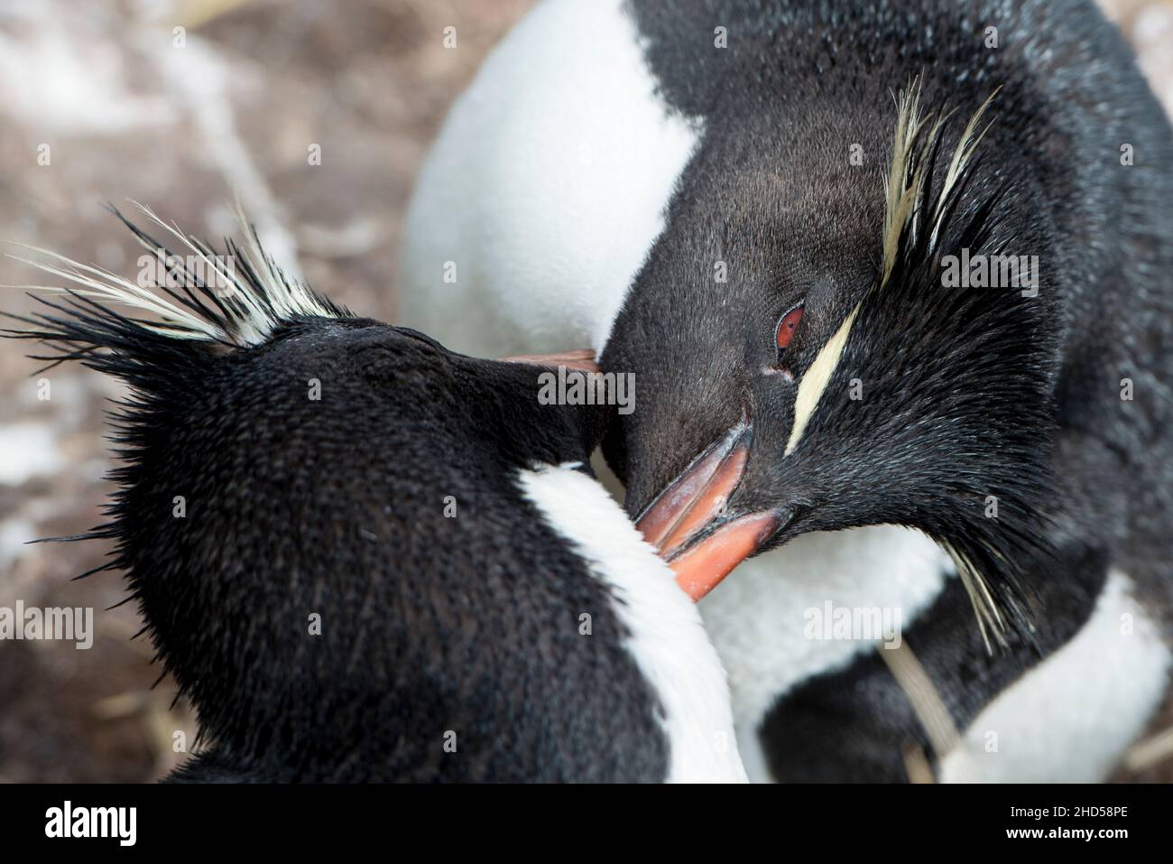 Rockhopper Penguin, Eudyptes chrysocome salutation comportement comme un parent retourne au nid sur l'île de Saunders, les îles Falkland, Atlantique Sud Banque D'Images