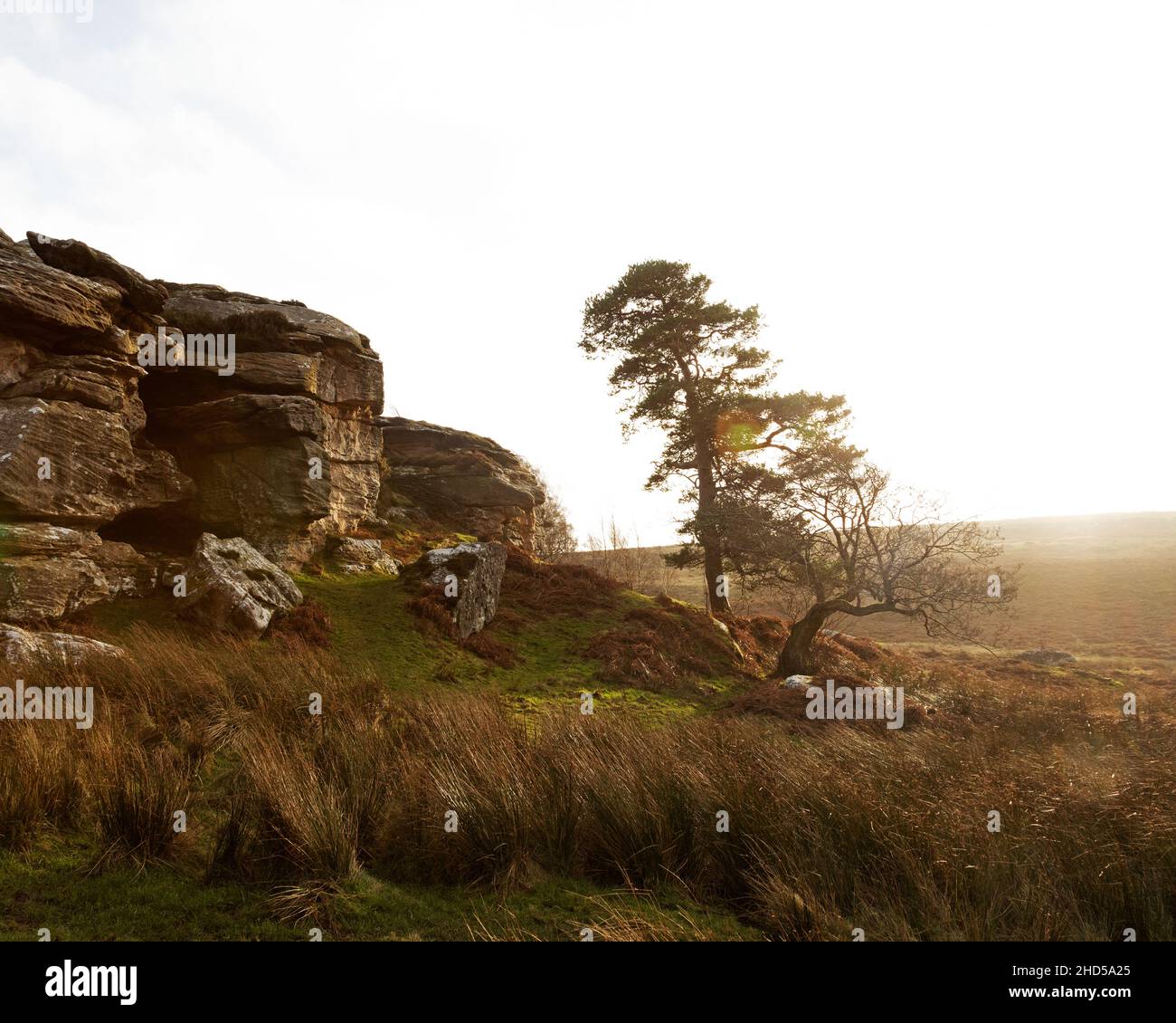 Arborez un affleurement rocheux à Shaftee Crags, dans le Northumberland, en Angleterre.Les rochers se trouvent sur un sentier près du lac Bolam. Banque D'Images