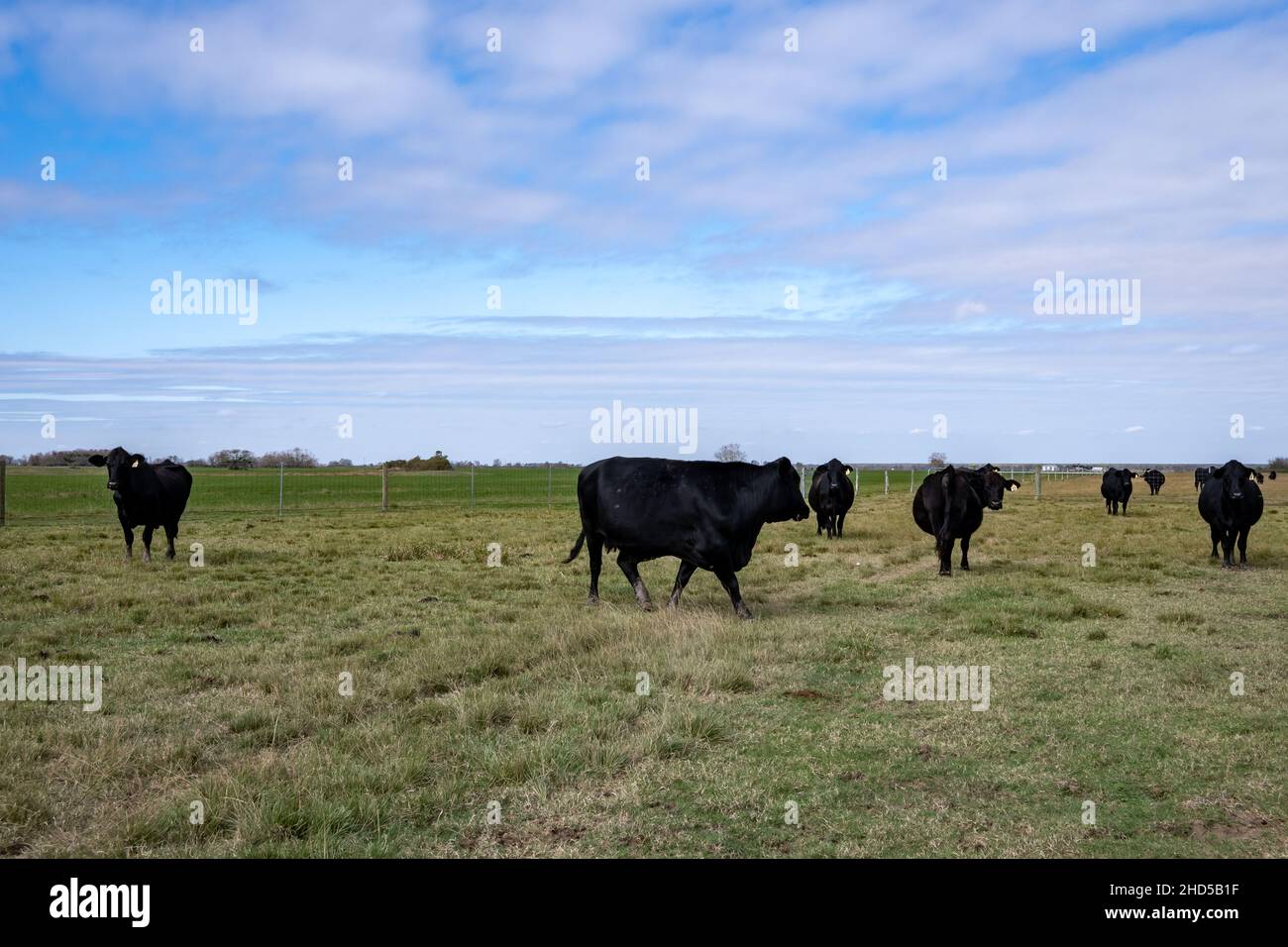 Black Angus cattles en itinérance dans un ranch.Matagorda, Texas, États-Unis. Banque D'Images