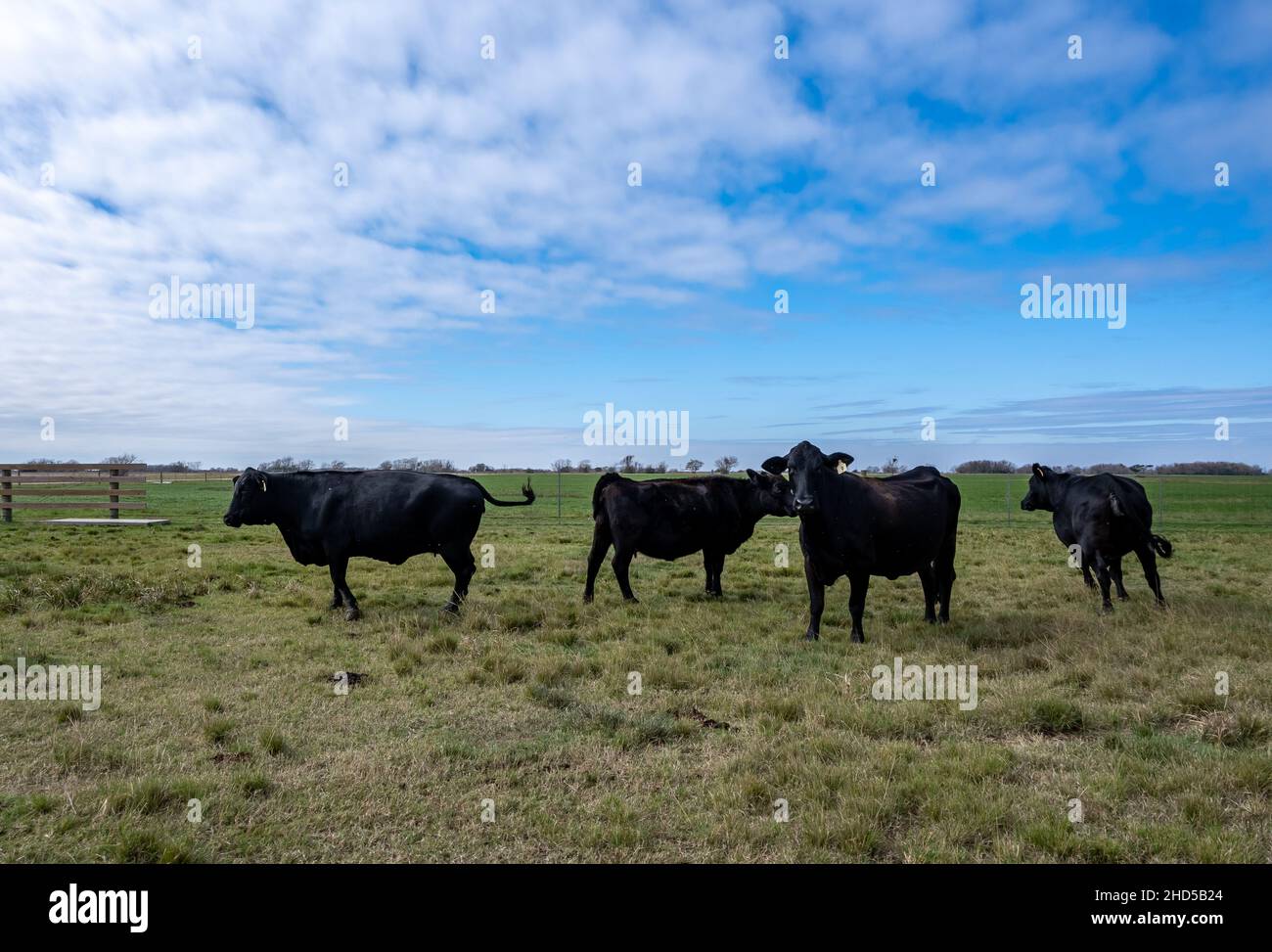 Black Angus cattles en itinérance dans un ranch.Matagorda, Texas, États-Unis. Banque D'Images