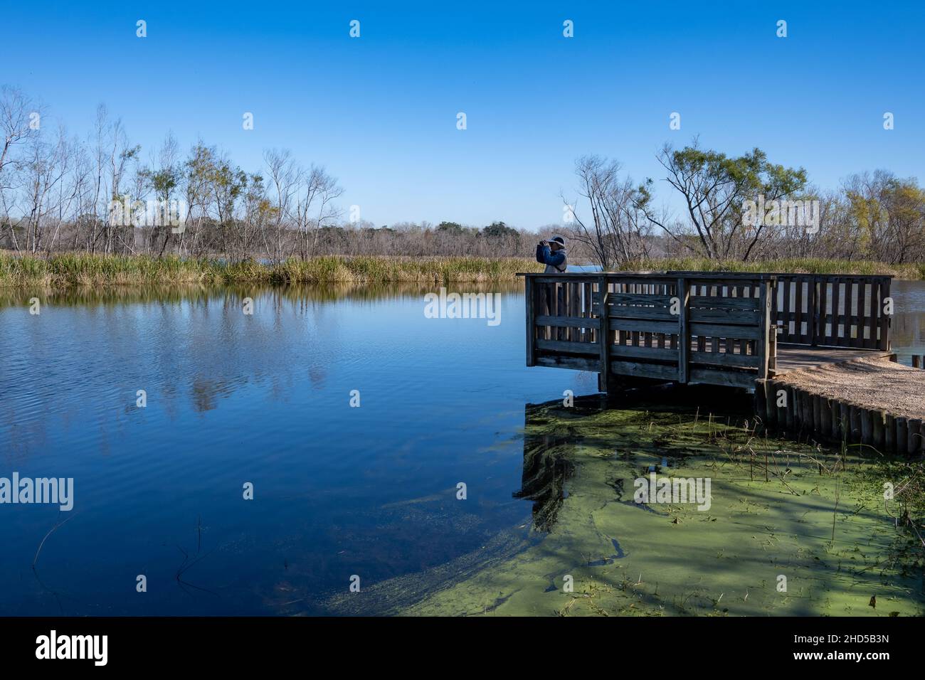 Un observateur d'oiseaux à la recherche d'oiseaux sur une terrasse en bois au bord du lac.Parc régional de Brazos Bend.Needville, Texas, États-Unis. Banque D'Images
