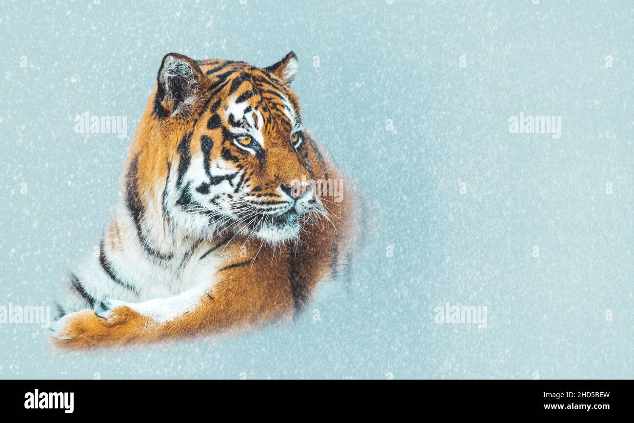 gros plan sur le tigre et chute de neige Banque D'Images