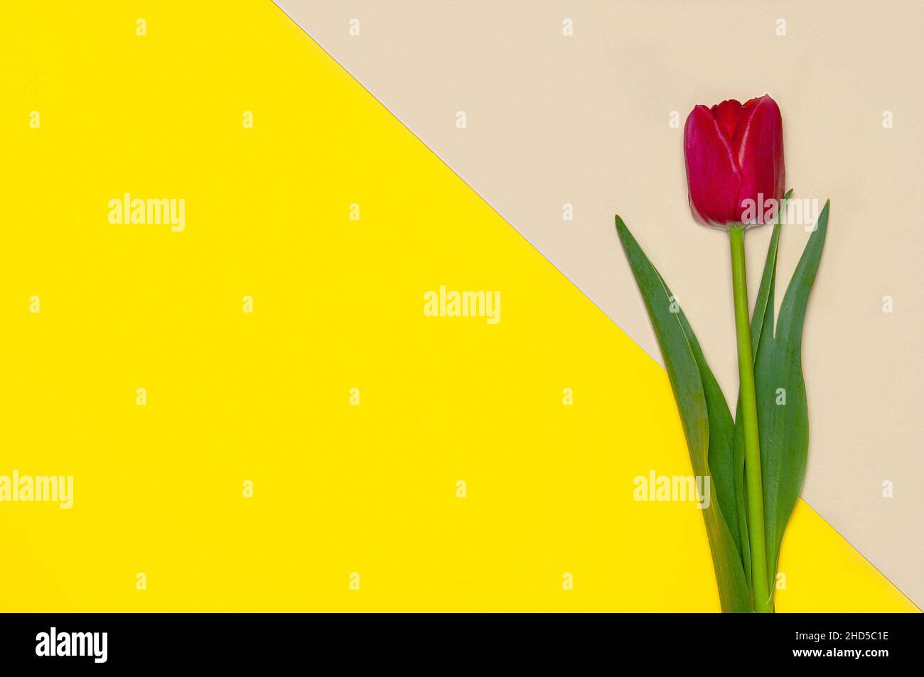 Collection de tulipes de type diffrenet sur fond de papier de couleur géométrique.Image 2 de 16 Banque D'Images