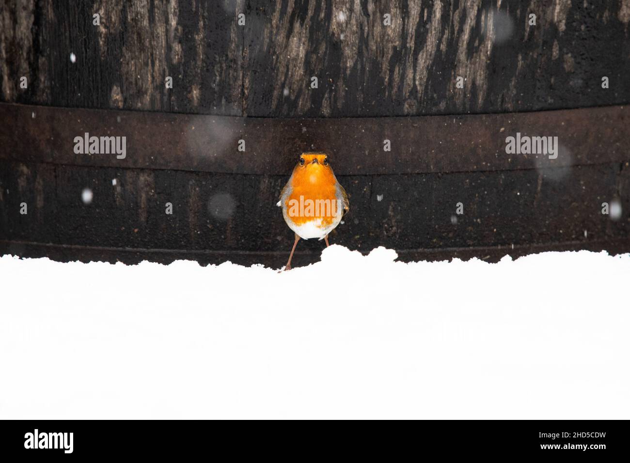 Erithacus Rubecula - Robin européen - debout dans la neige devant le vieux canon de whisky - Écosse, Royaume-Uni Banque D'Images