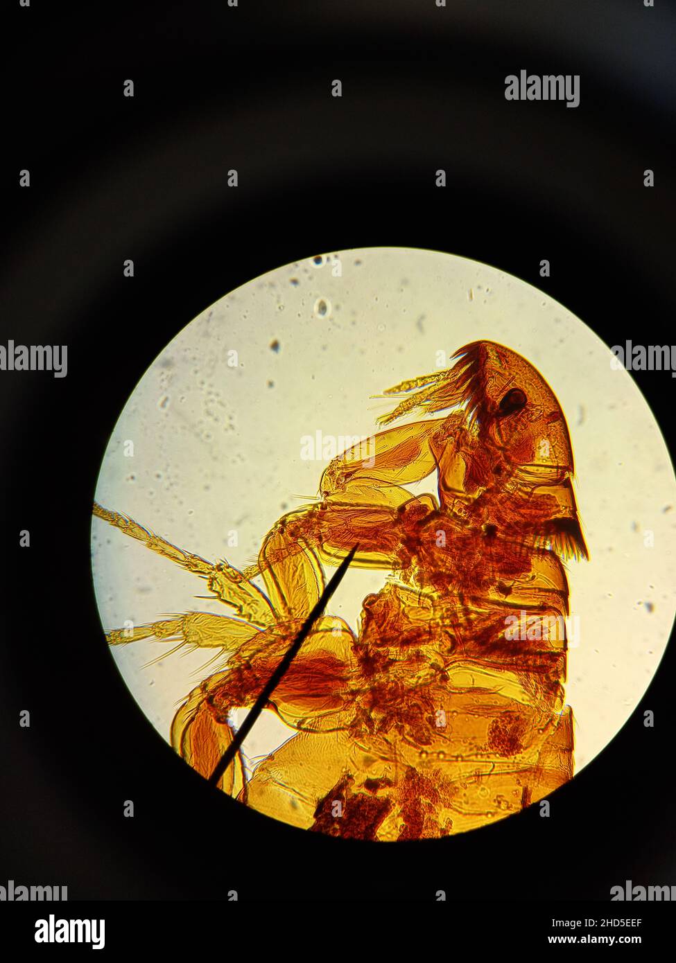 Puces.Micropréparation fixe d'une puce sous l'agrandissement d'un microscope installé.Recherche biologique et zoologique. Banque D'Images