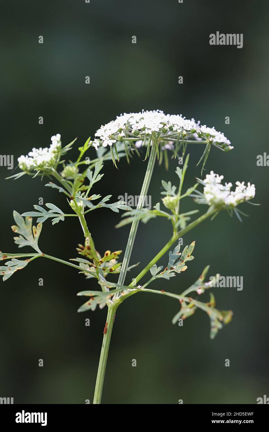 Aethusa cynapium, communément connu sous le nom de persil de l'imbécile, persil de l'imbécile ou poison, plante toxique mortelle de Finlande Banque D'Images