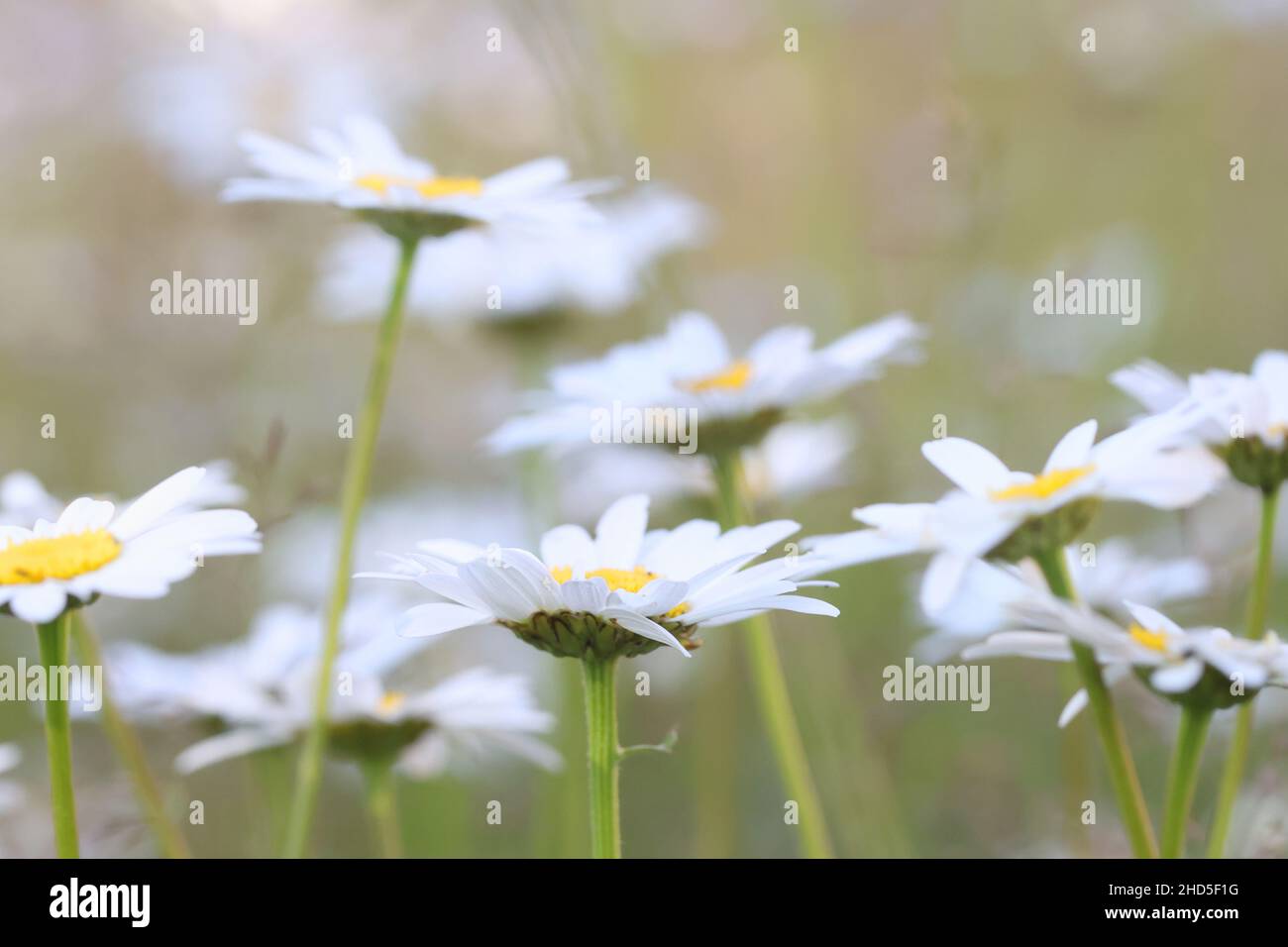 Leucanthemum vulgare, communément connu sous le nom de marguerite blanche, oxeye daisy, daisy chien Banque D'Images