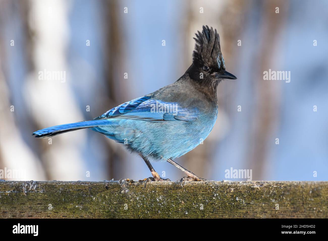 Un geai de steller bleu se dresse sur une clôture faite par un homme sous le soleil d'hiver.L'oiseau est en gros plan et en profil montrant les détails de la plume Banque D'Images