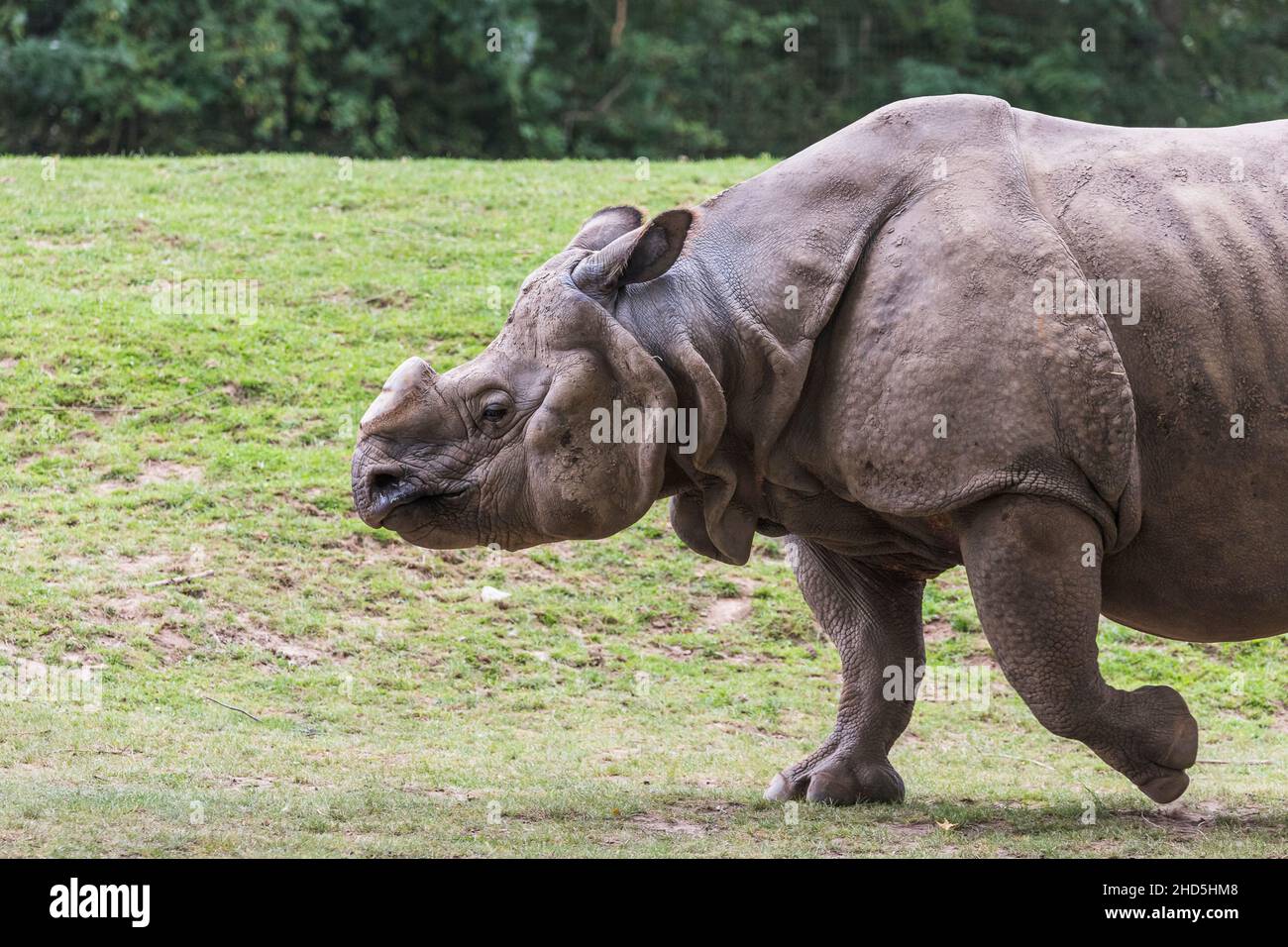 Plus grand un rhinocéros à cornes en mouvement. Banque D'Images