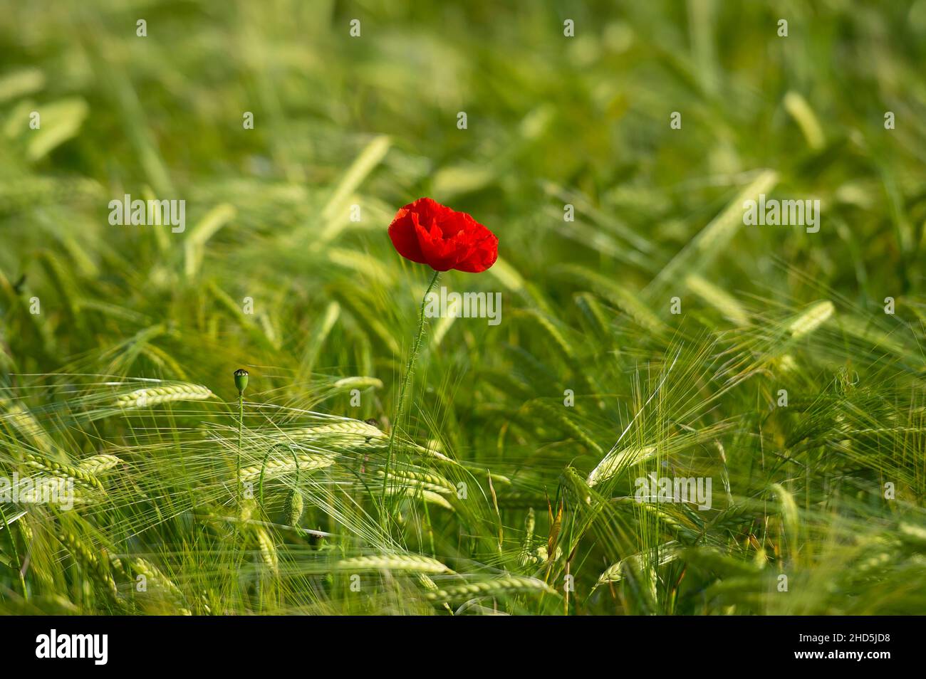 Coquelicot rouge unique dans le champ d'orge verte. Banque D'Images