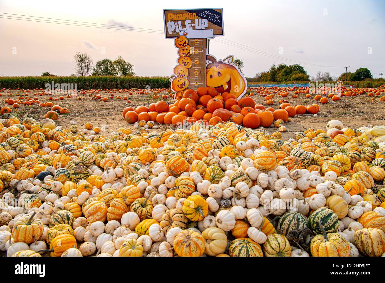 Variantes de citrouilles empilées et prêtes à l'achat sur la ferme de citrouilles du Royaume-Uni. Banque D'Images