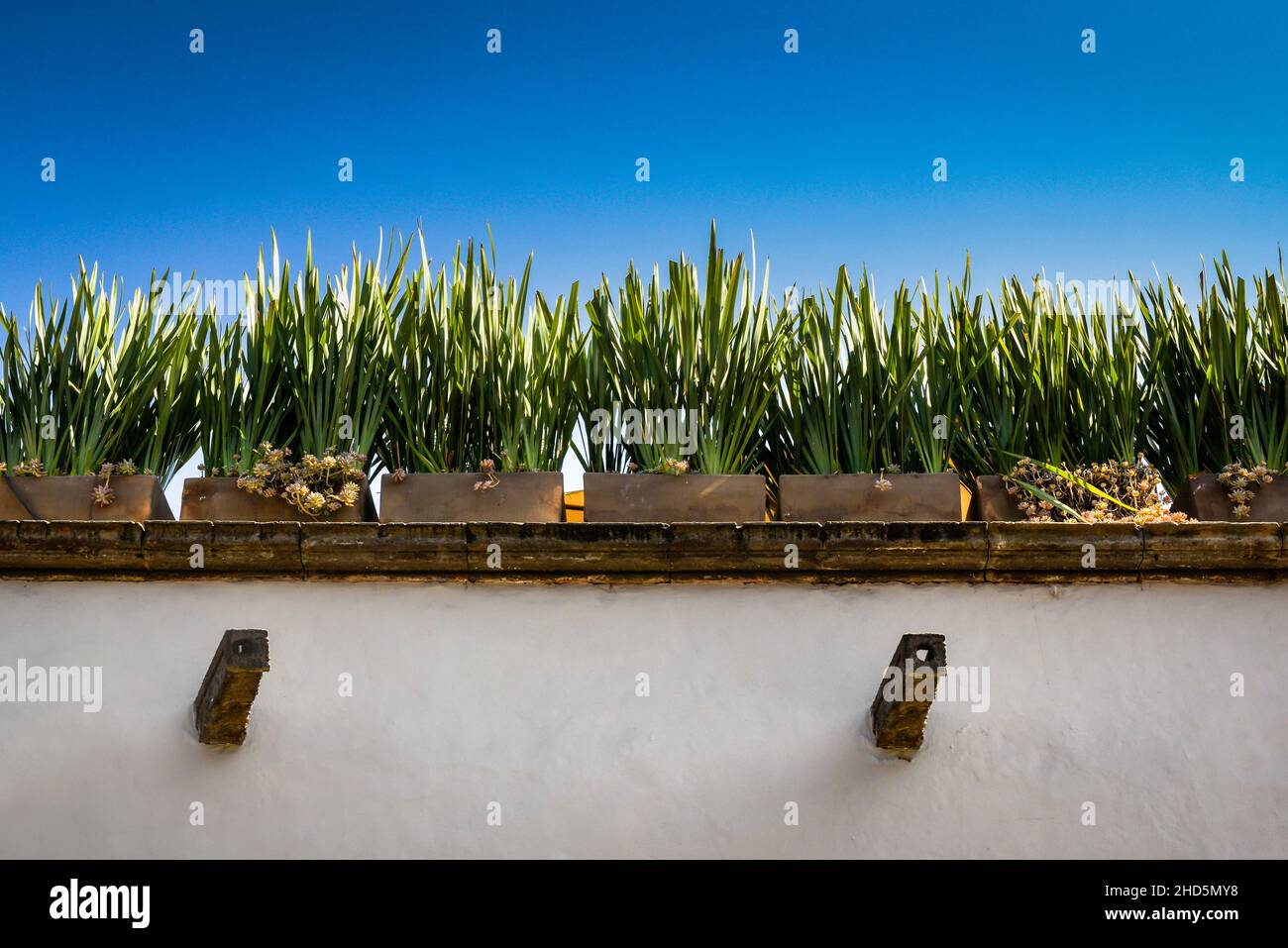 De grandes, minces lances de vert prospèrent sur un jardin sur le toit de San Miguel de Allende avec un bâtiment blanc et des canales, contre un ciel bleu Banque D'Images