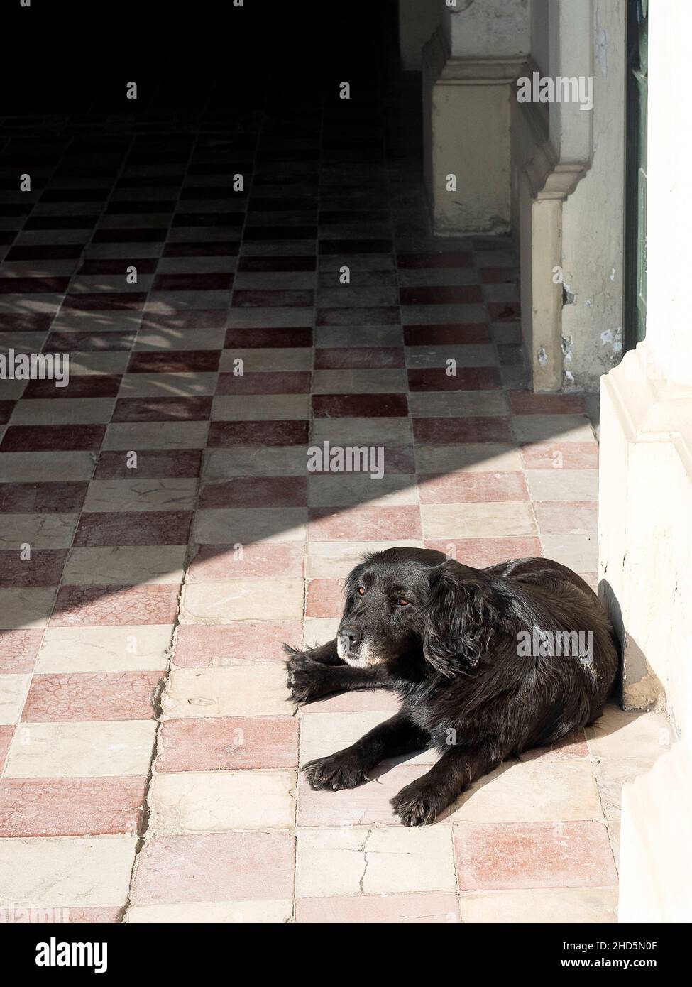 Un chien errant, bains de soleil dans le cimetière, Mexico, Mexique Banque D'Images