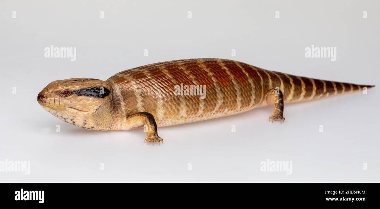 Lézard à languette bleue Centralian Banque D'Images