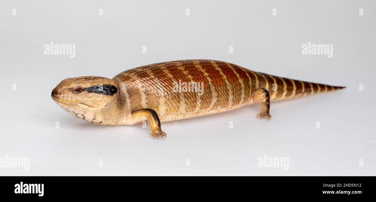 Lézard à languette bleue Centralian Banque D'Images