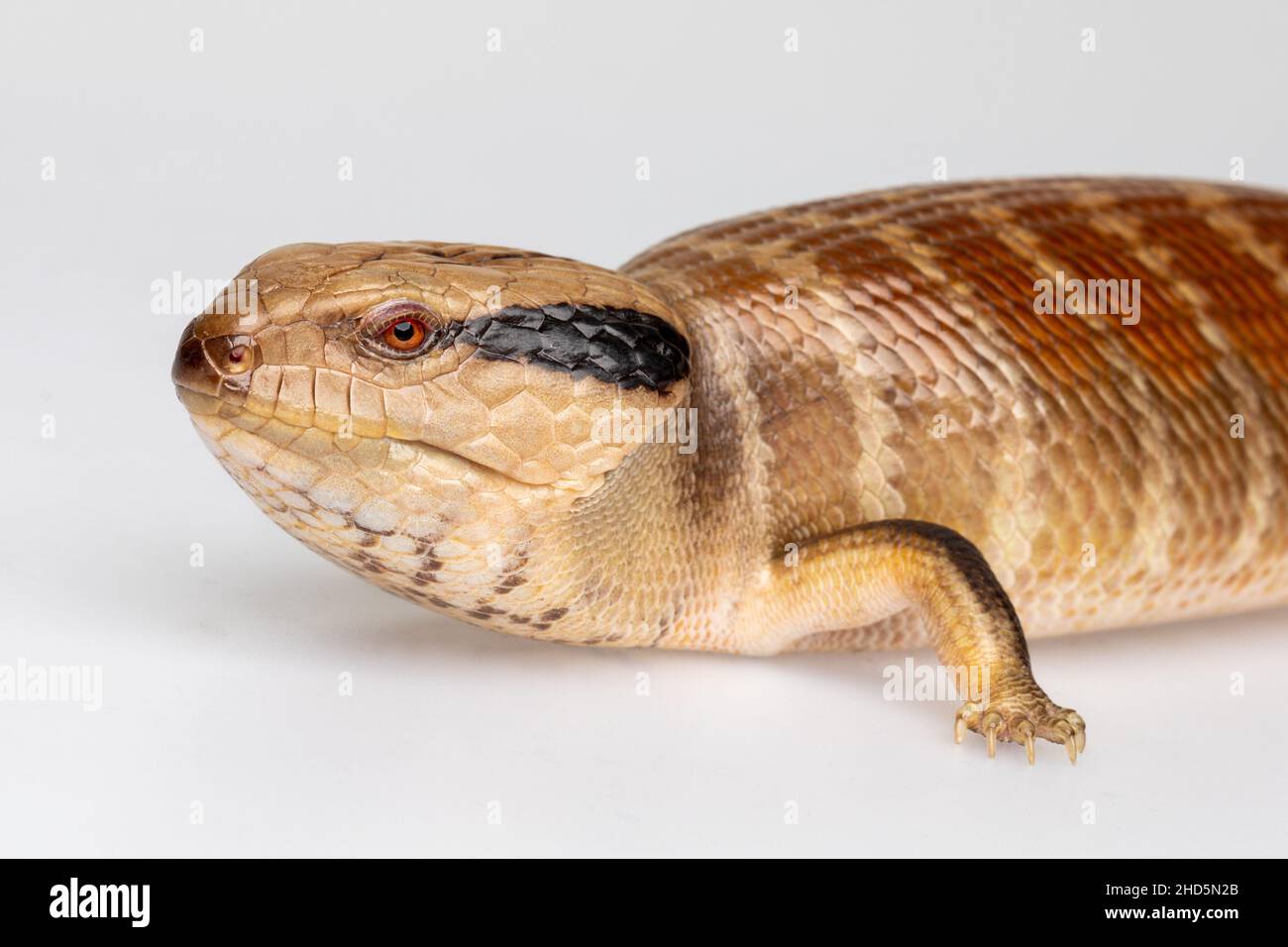 Lézard à languette bleue Centralian Banque D'Images