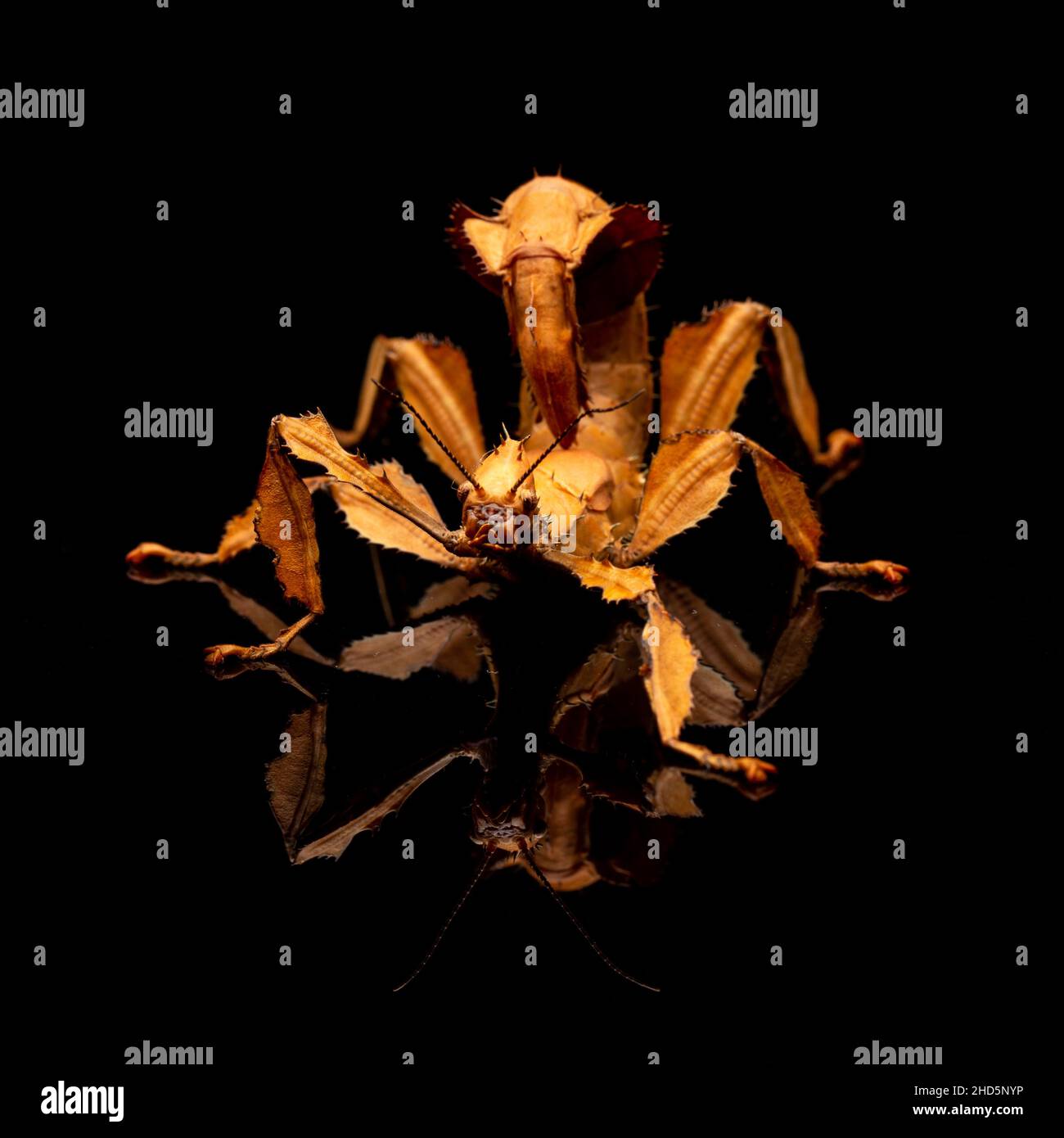 Bâton insecte assis sur fond noir Banque D'Images