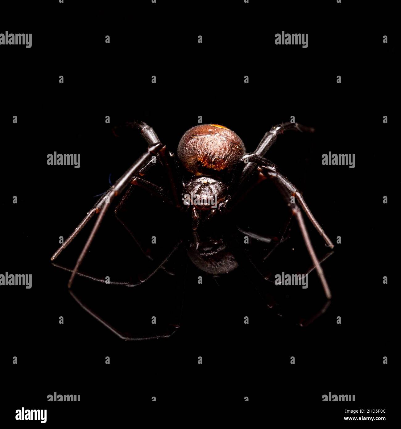 Red Back Spider sur fond noir Banque D'Images