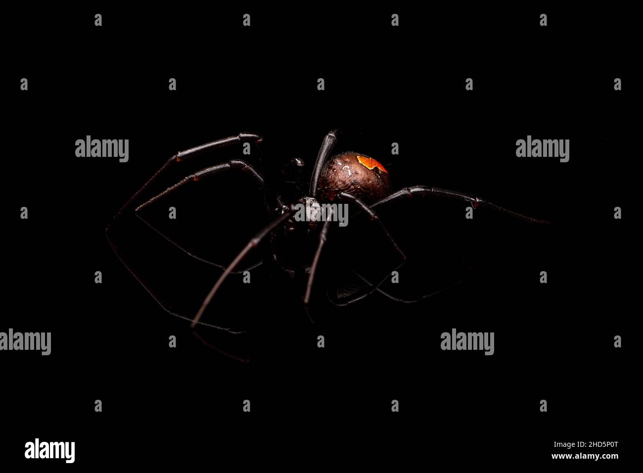 Red Back Spider sur fond noir Banque D'Images