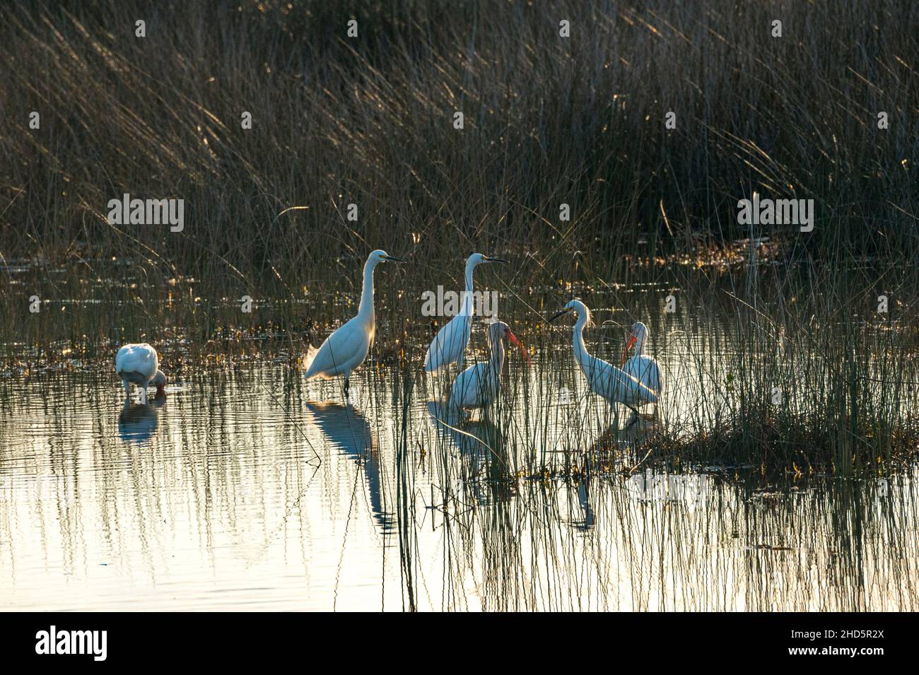 Oiseaux hivernant se nourrissant dans un marais d'eau salée à marée peu profonde à la réserve naturelle nationale de Merritt Island, Floride Banque D'Images