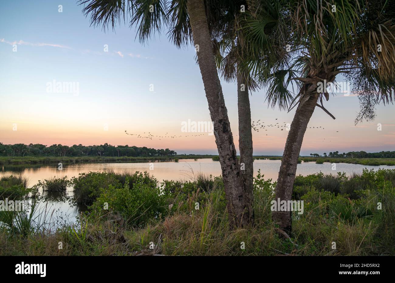 Palmettos de sable et marais salants à la tombée de la nuit, réserve naturelle nationale de Merrit Island, Floride Banque D'Images