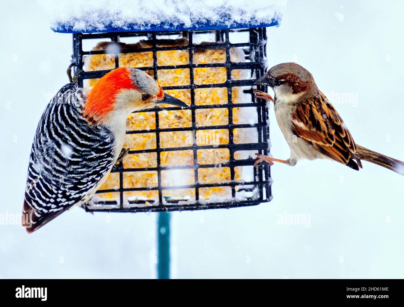 Pic sur un alimenteur de suet Banque D'Images