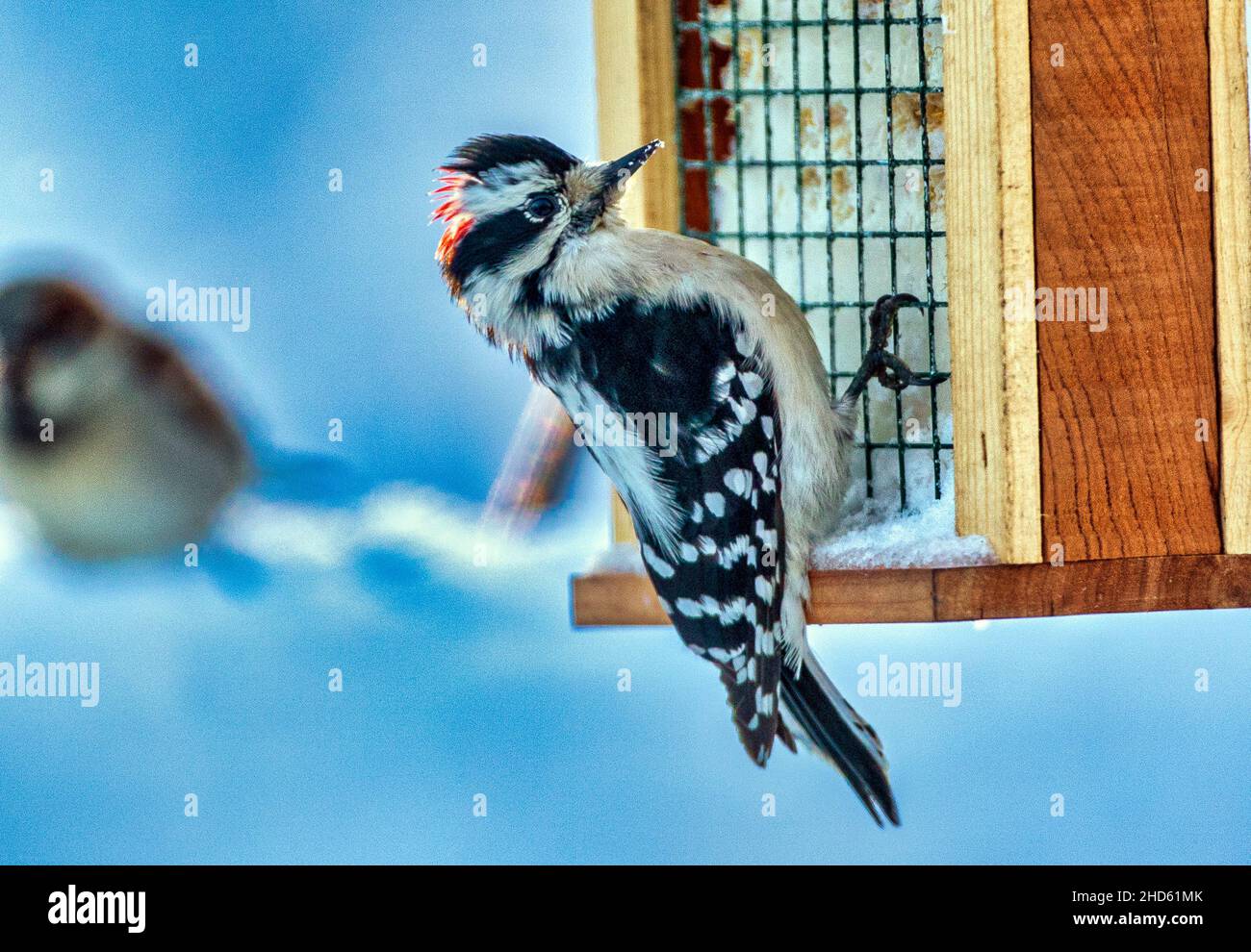 Pic sur un alimenteur de suet Banque D'Images