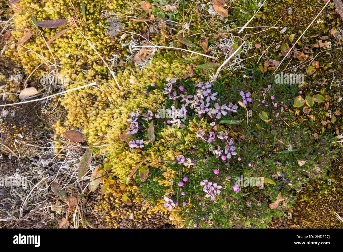 Diversité des plantes arctiques, fin de l'été, Danmark O, Scoresby Sund, est du Groenland Banque D'Images
