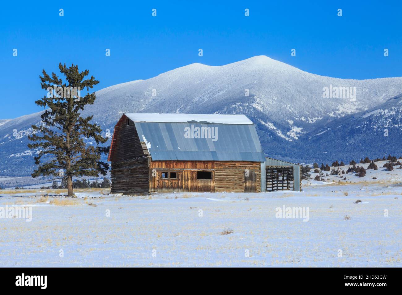 ancienne grange en bois sous le mont baldy en hiver près de townsend, montana Banque D'Images