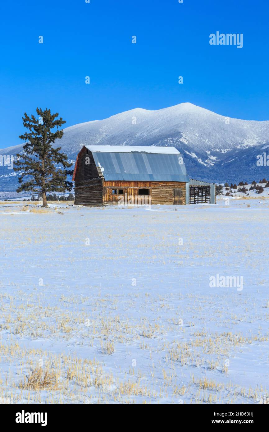 ancienne grange en bois sous le mont baldy en hiver près de townsend, montana Banque D'Images