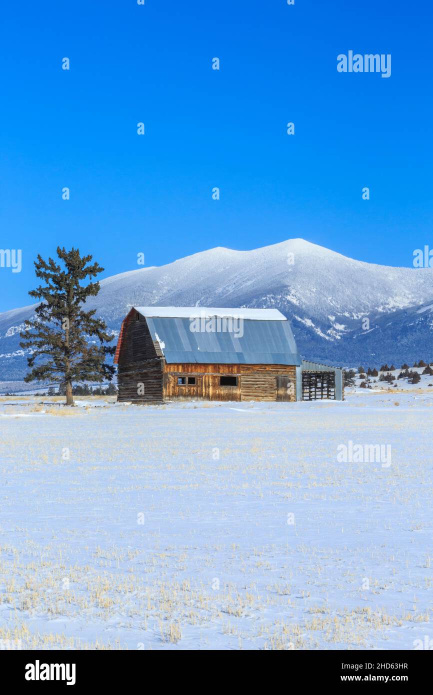 ancienne grange en bois sous le mont baldy en hiver près de townsend, montana Banque D'Images