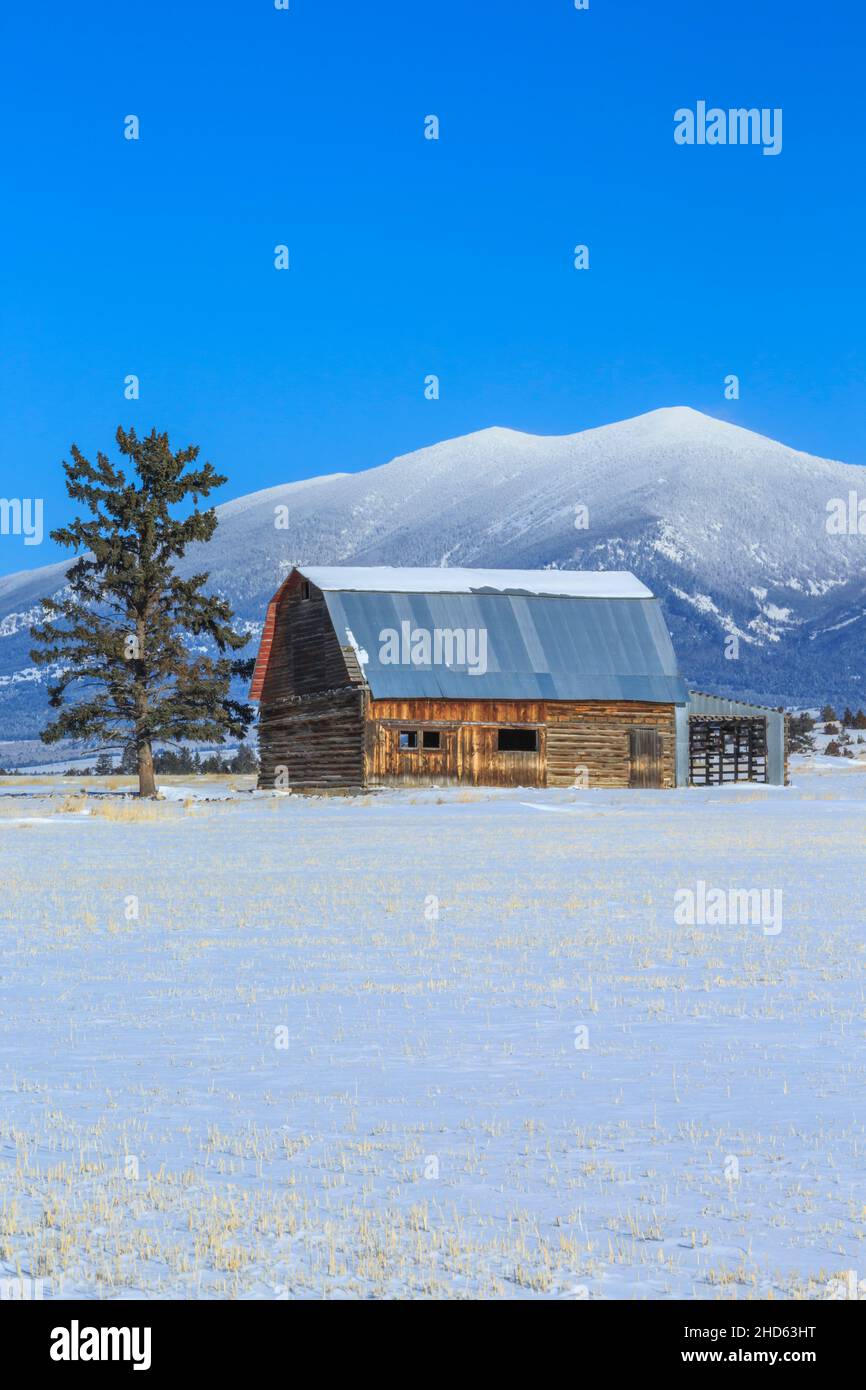 ancienne grange en bois sous le mont baldy en hiver près de townsend, montana Banque D'Images