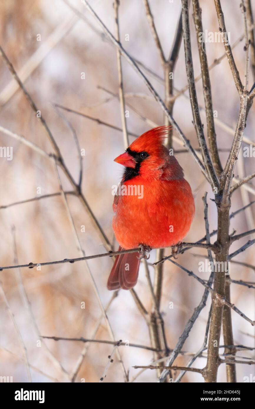 Cardinal du Nord (cardinalis cardinalis), cardinal rouge Banque D'Images