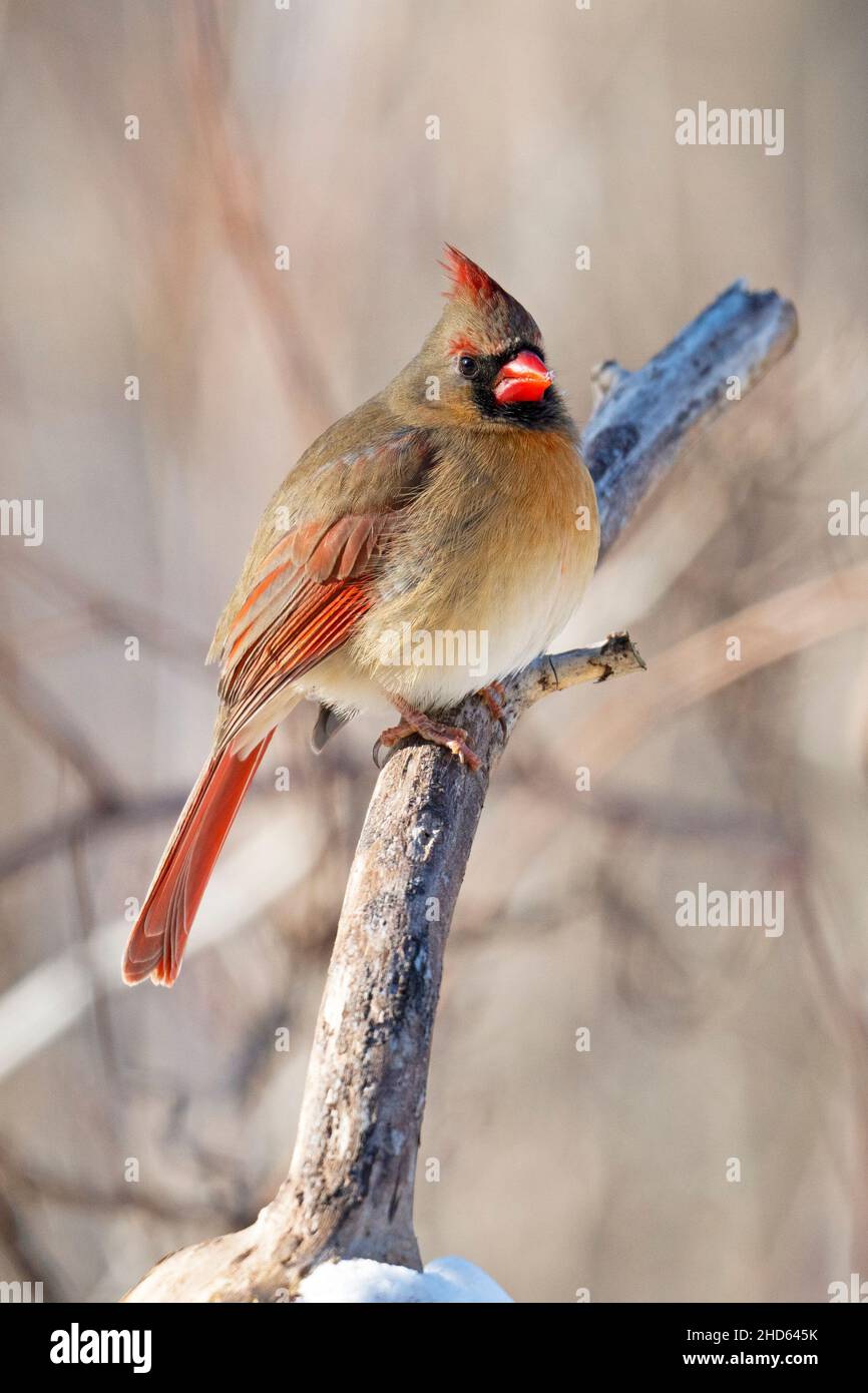Cardinal du Nord femelle (cardinalis cardinalis), cardinal rouge Banque D'Images