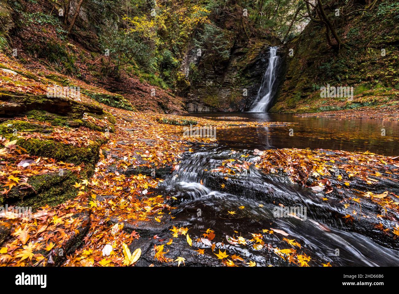 L'eau des cours d'eau de montagne tombant dans le jardin de rochers couvrait les feuilles d'automne Banque D'Images