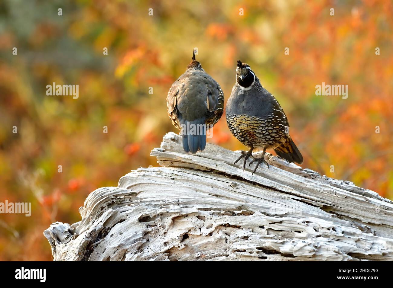Deux mâles California Quail, 'Callipepla californica', perchés devant et derrière sur une bûche de bois flotté sur la rive de l'île de Vancouver, en Colombie-Britannique Banque D'Images