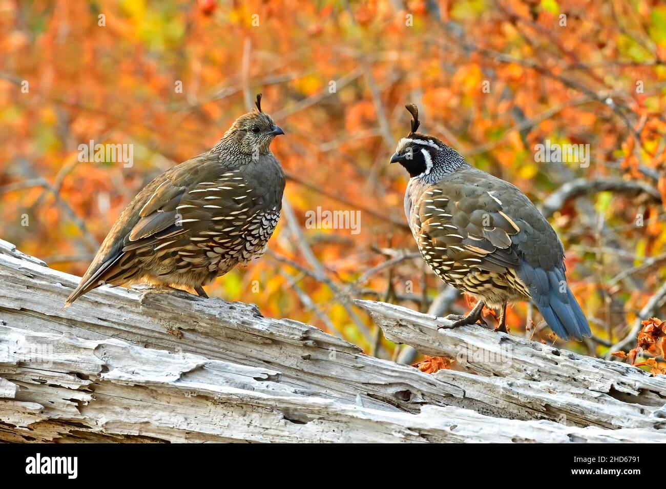 Une paire de cailles de Californie 'Callipepla californica'; perchée sur une bûche de bois flotté sur la rive de l'île de Vancouver Colombie-Britannique Canada. Banque D'Images
