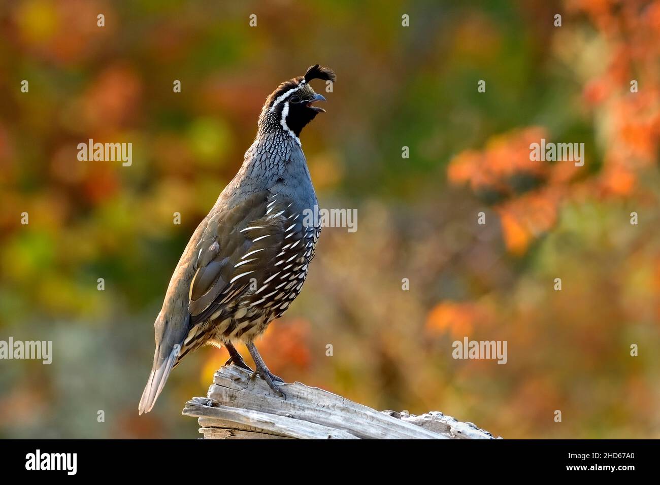 Un mâle adulte de Californie Quail 'Callipepla californica', perché sur une bûche sur la plage dans la lumière du matin appelant son troupeau sur l'île de Vancouver Brit Banque D'Images