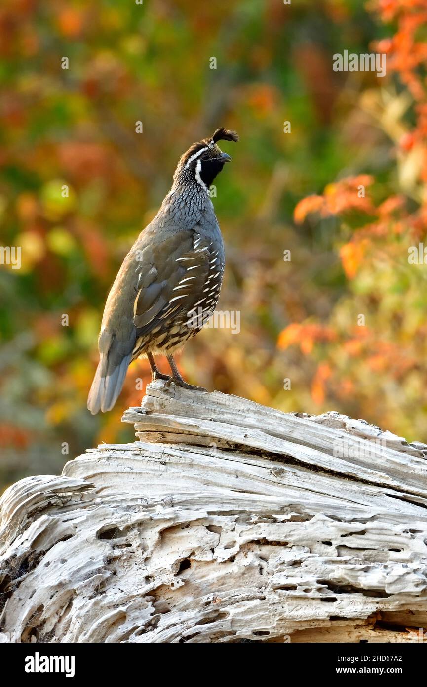 Un mâle de Californie adulte Quail 'Callipepla californica', perché sur un morceau de bois de grève sur la plage de l'île de Vancouver Colombie-Britannique Canada Banque D'Images