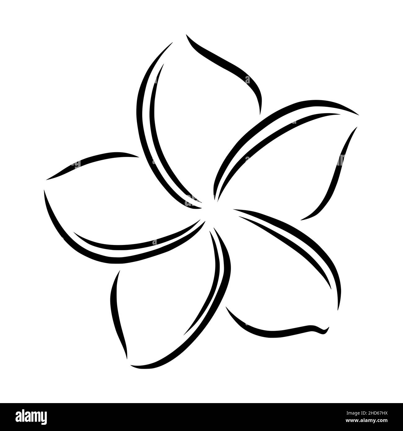 Frangipani ou plumeria fleurs exotiques d'été.Frangipani gravé isolé sur fond blanc.Illustration vectorielle Illustration de Vecteur