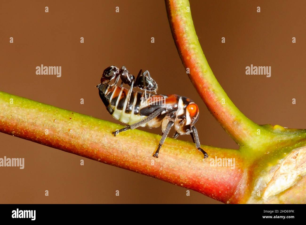 Vert Gum Leafhopper nymph, Eurymeloides pulchra, avec fourmis sur son dos.Les fourmis entourent les bennes pour la douce 'rosée au miel' excitée par eux.la présence o Banque D'Images