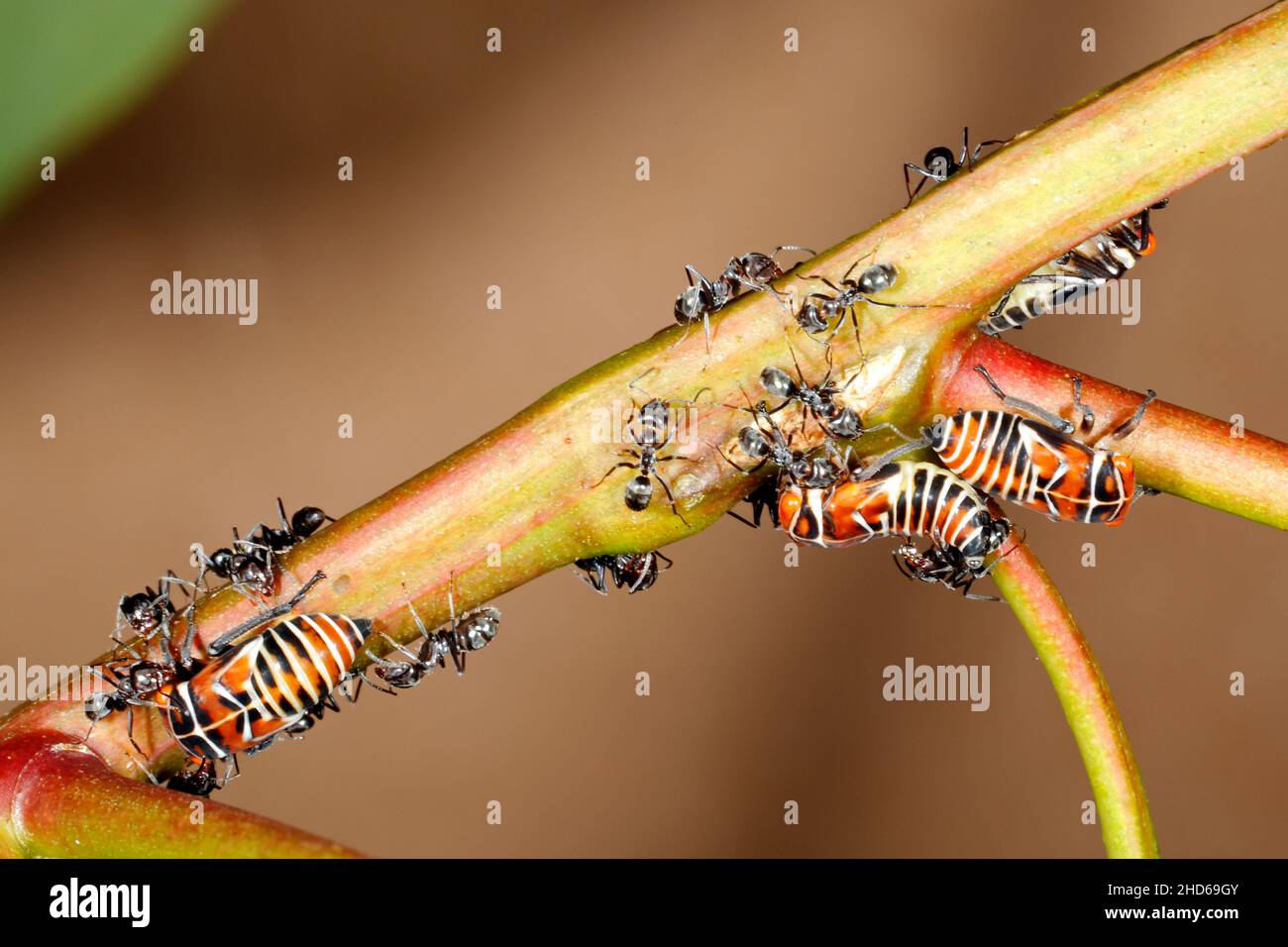 Nymphes de feuilles de gomme verte, Eurymeloides pulchra, avec fourmis.Les fourmis entourent les bennes pour la douce « rosée au miel » qu'elles excitent.La présence de ant Banque D'Images