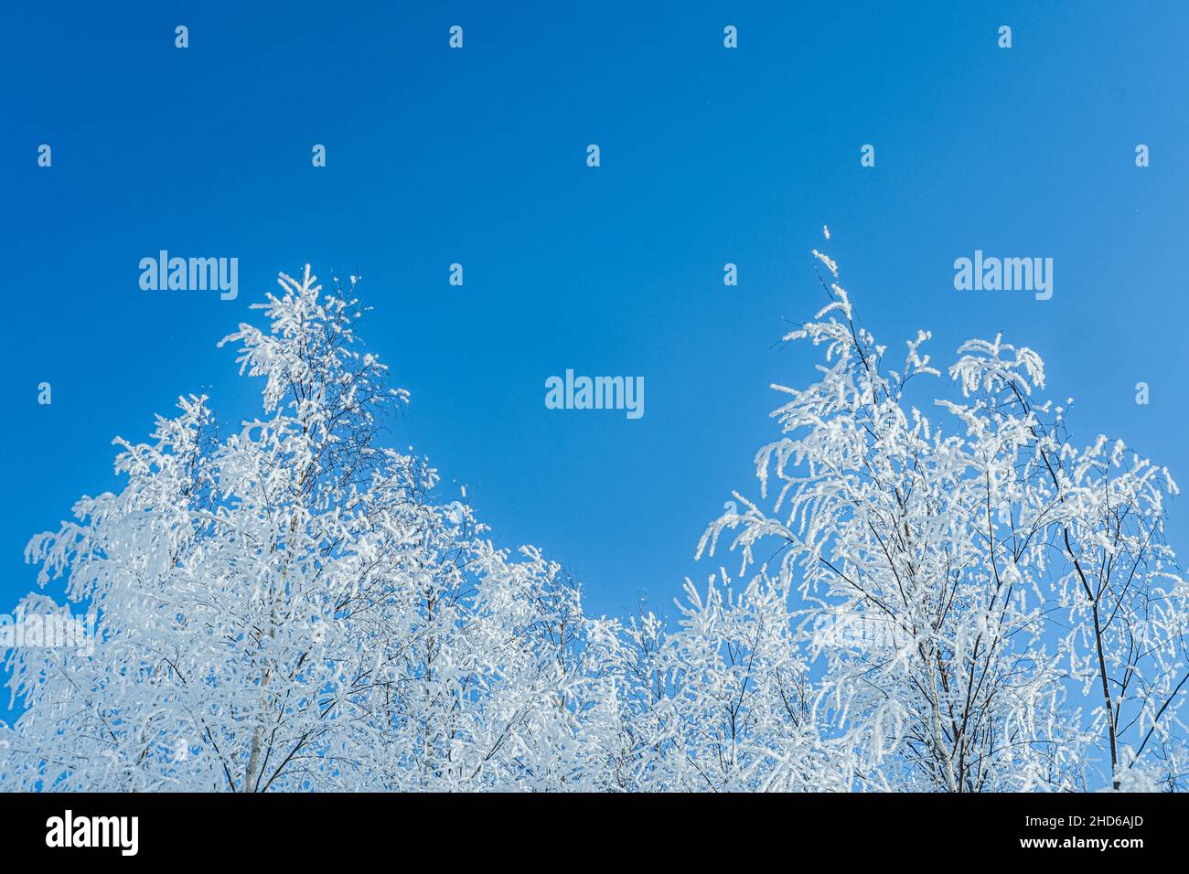 Arbres enneigés et ciel bleu clair.Hiver saison de neige froide. Banque D'Images