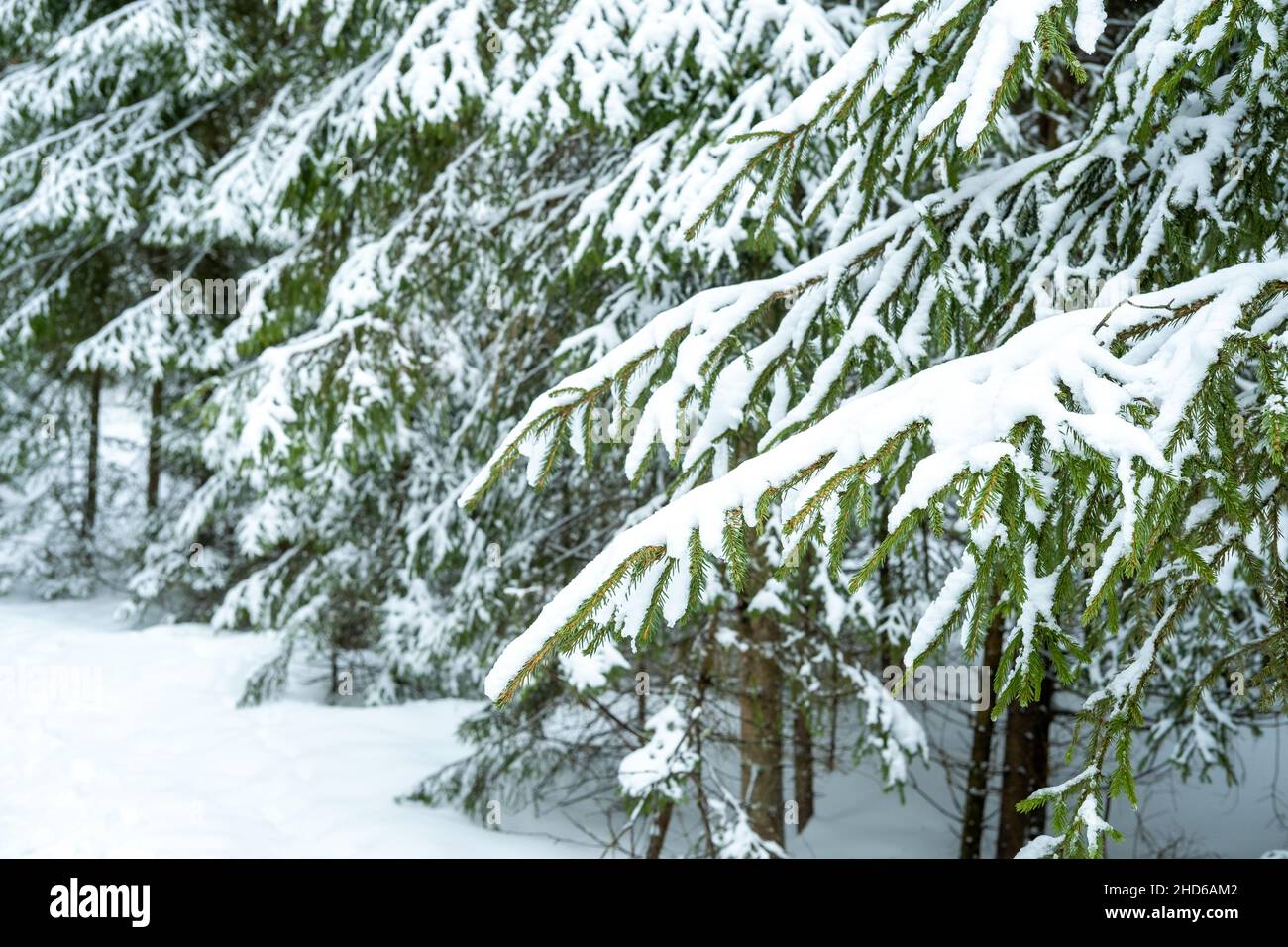 Magnifique paysage d'hiver.Arbres couverts de neige dans la forêt.Hiver nature fond. Banque D'Images