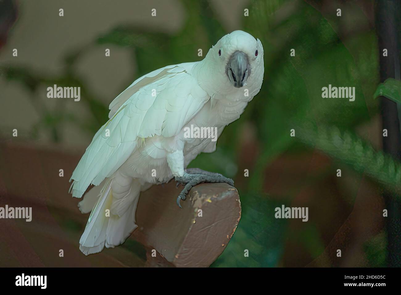 Un beau perroquet perché sur un banc.On le trouve surtout dans les régions tropicales et subtropicales Banque D'Images