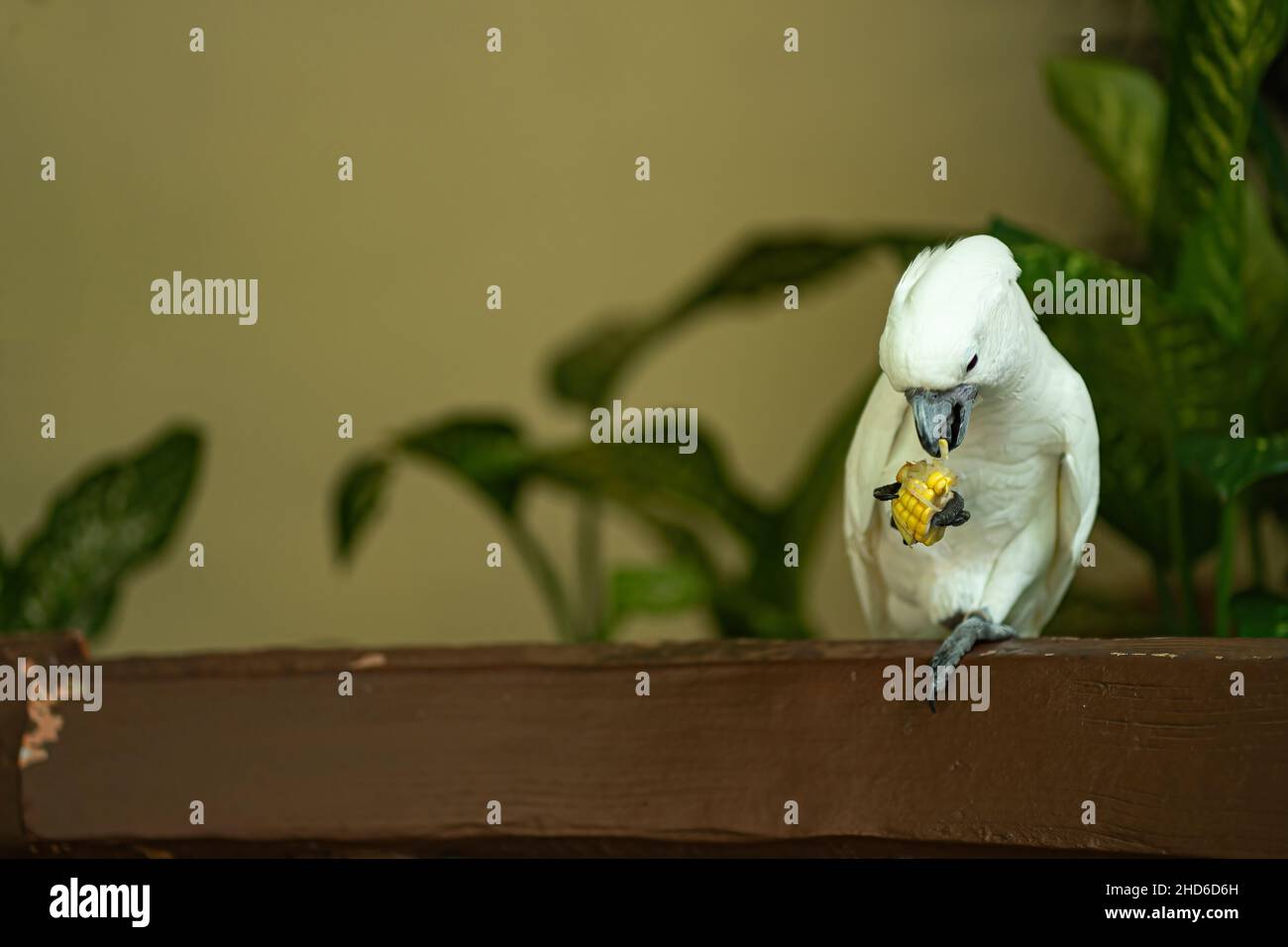 Perroquet se nourrissant d'un maïs sur une rafle.Arrière-plan flou Banque D'Images