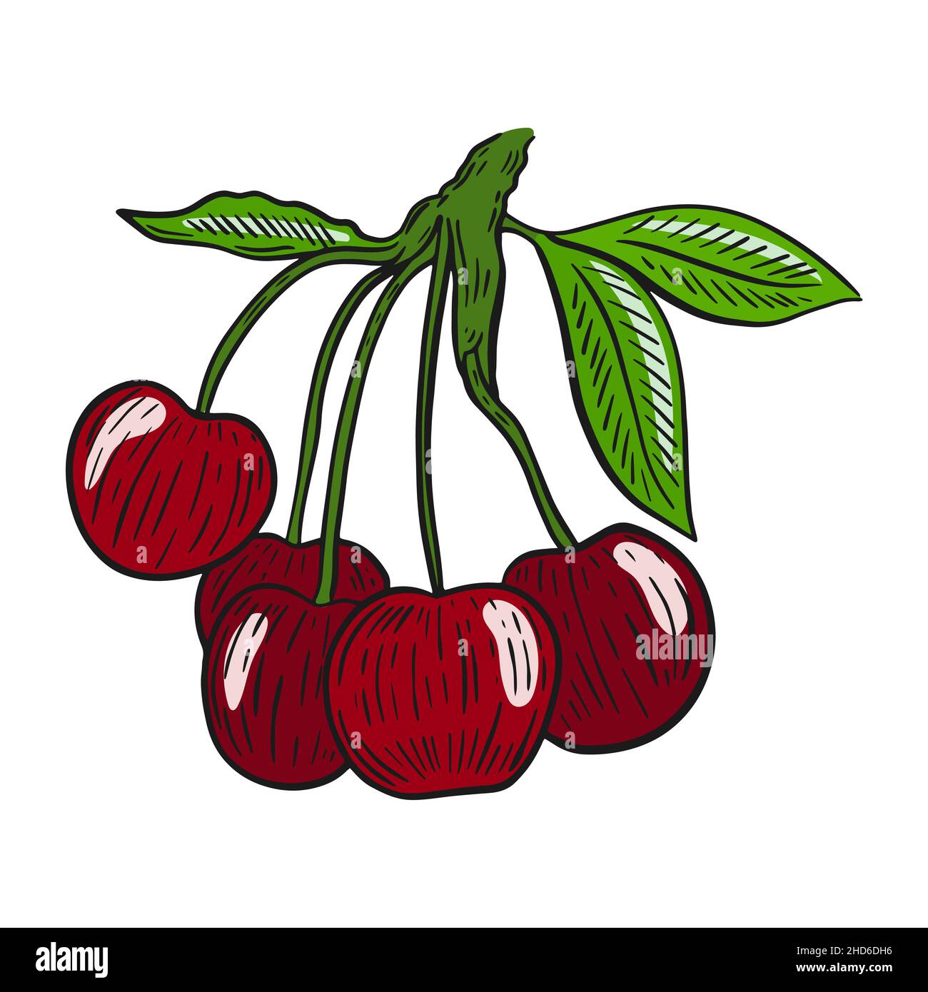 Baies de cerisier sur une illustration vectorielle isolée de branche Illustration de Vecteur