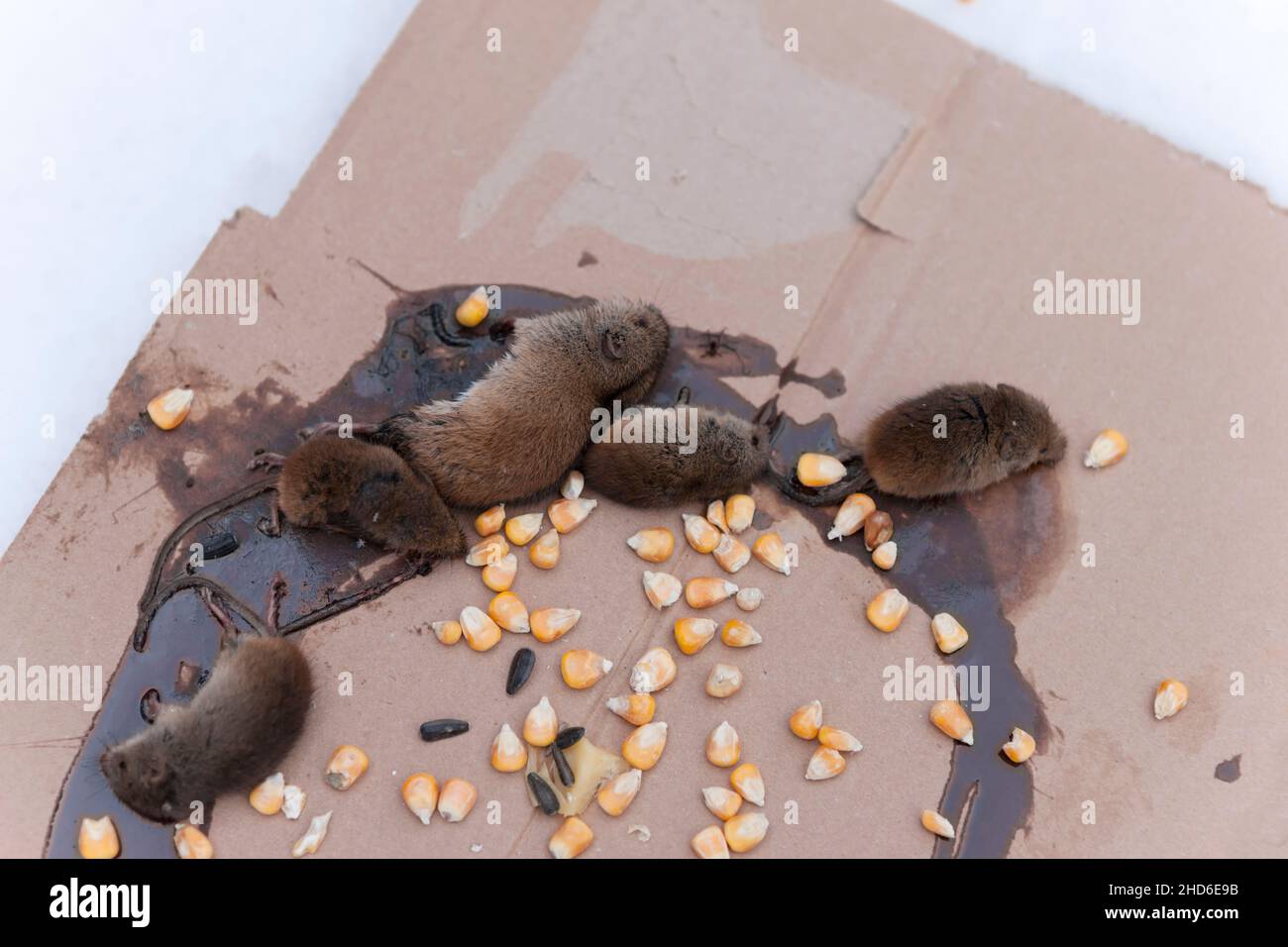souris mortes piégées sur la colle de souris à côté des graines de tournesol et de maïs Banque D'Images