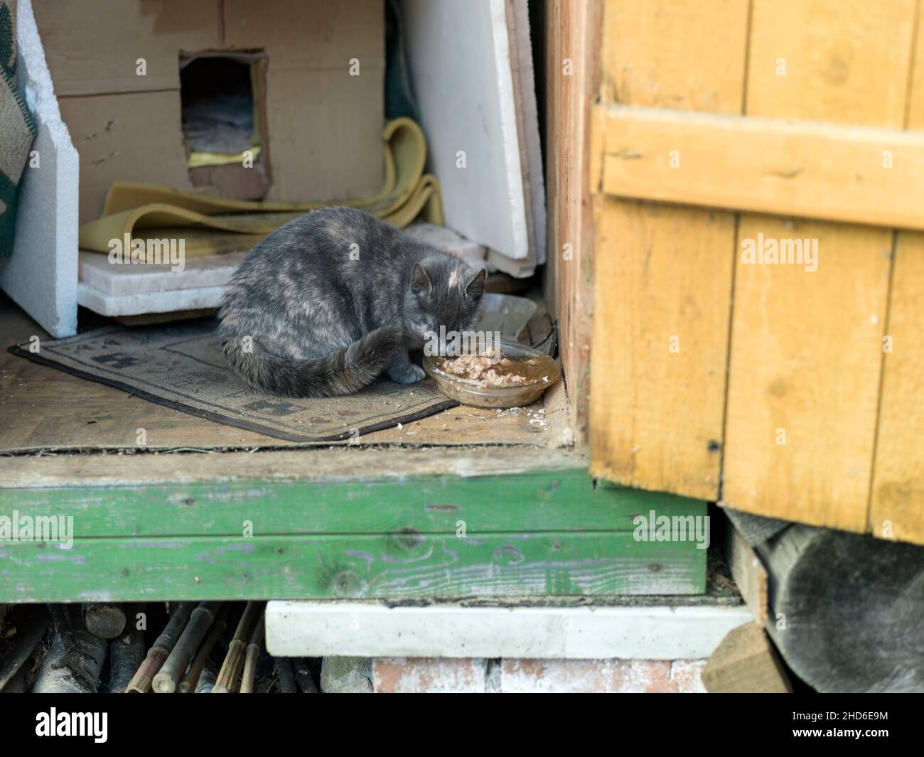 un chaton gris affamé assis dans un hangar et mangeant de la nourriture pour animaux de compagnie Banque D'Images